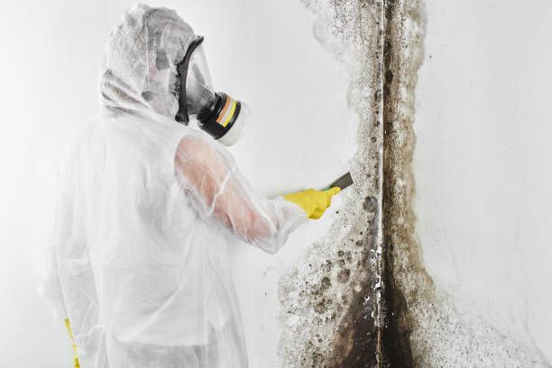 Best Black Mold Removal  in Lakeside, TX