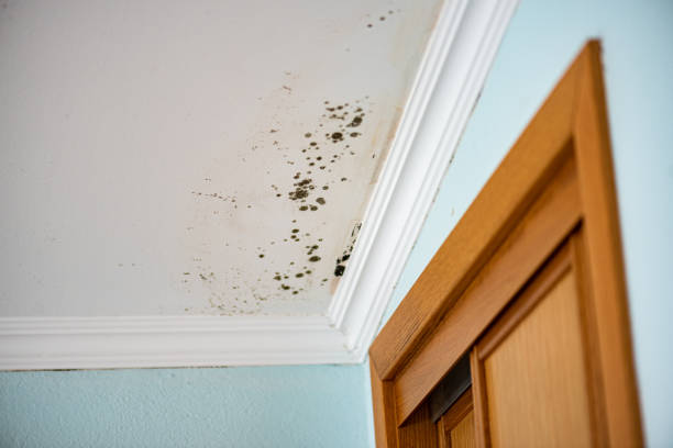 Best Local Mold Removal Service  in Lakeside, TX