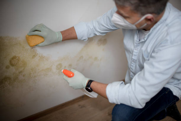 Best Residential Mold Removal  in Lakeside, TX